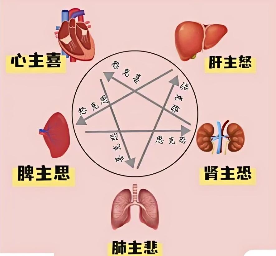 情绪与五脏.jpeg